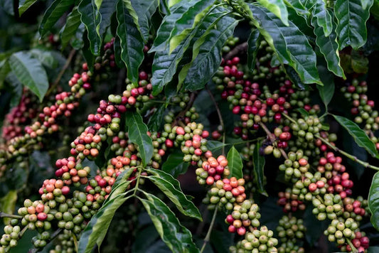 Sustainability Meets Flavor: Coffee Blends in California