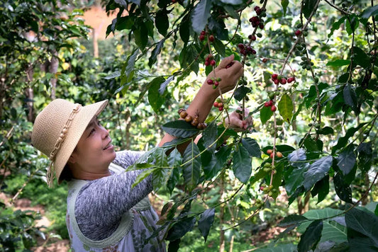 The Journey of Handpicked Coffee from Farm to Cup